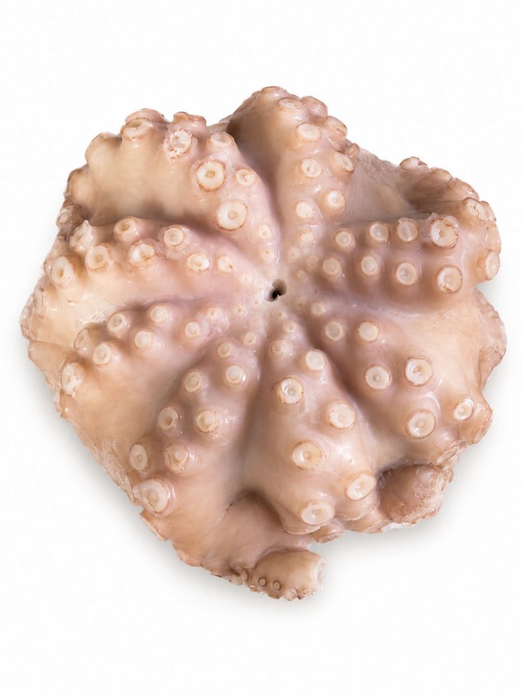 POLVO VIRGEM MRC 5/6 KG FLOR / CX: 1UN - MOYSEAFOOD