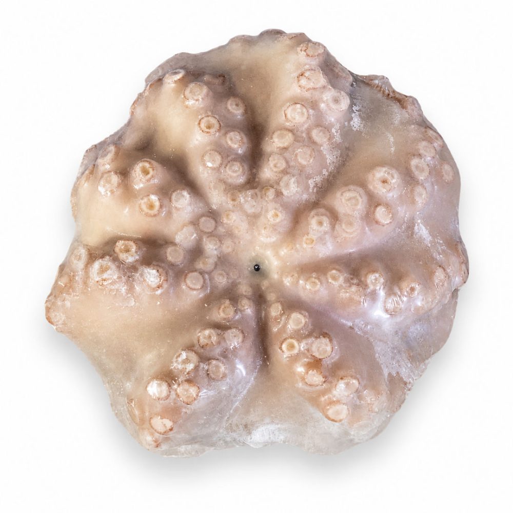 POLVO VIRGEM MRC 4/5 KG FLOR  C/ETQ. 1X1/CX: 2UN - MOYSEAF