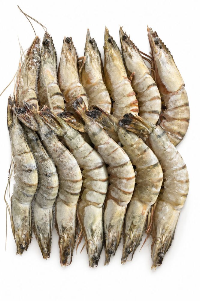 CAMARAO 16/20 BLACK TIGER (CX.10X1KG-P.L.)