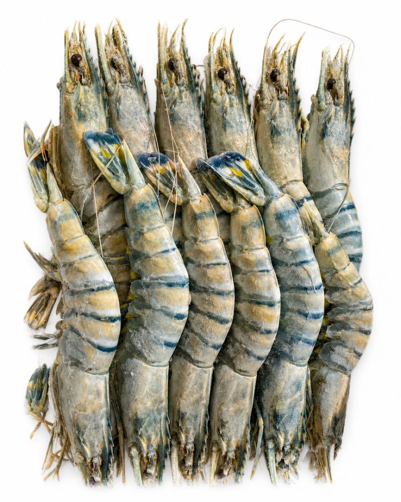 CAMARAO 13/15 BLACK TIGER (CX.10X1KG-P.L.)