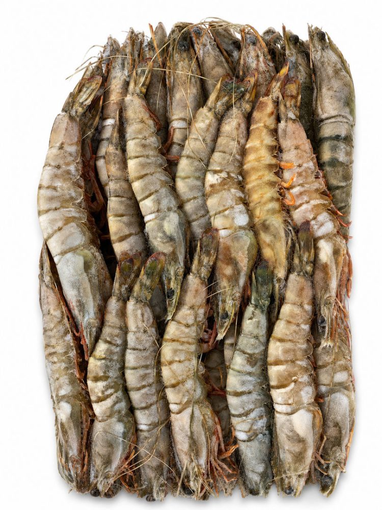 CAMARAO TIGRE CB  20/30  QUENIA CX:6x2KG