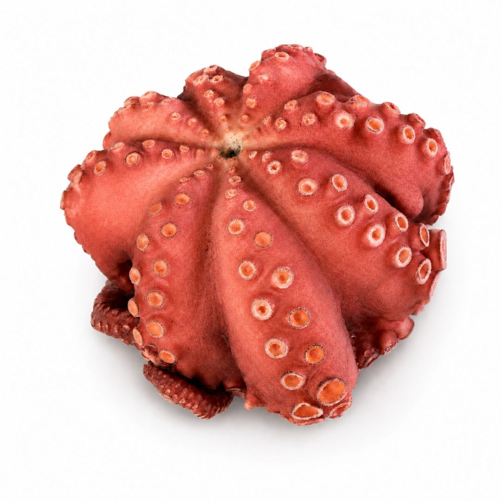 POLVO INTEIRO COZ.  -500 (cx: +-6KG) - MOYSEAFOOD